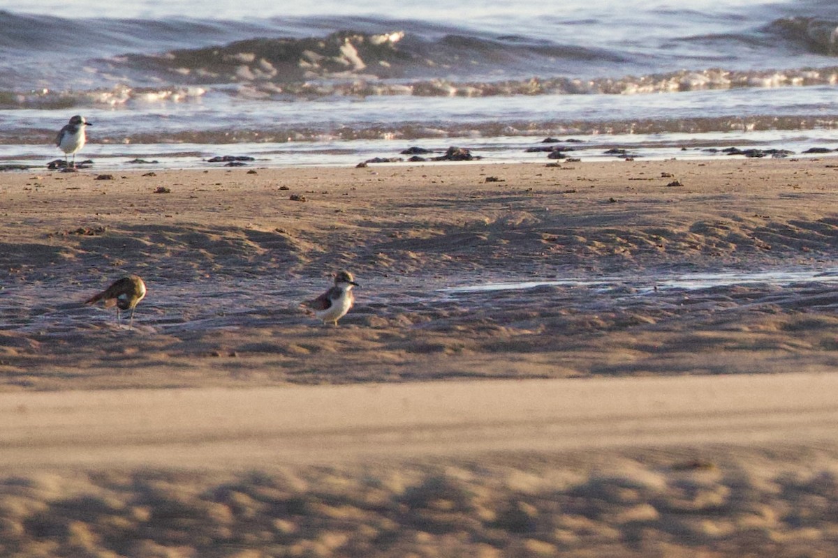 Pluvier de Leschenault - ML646790123