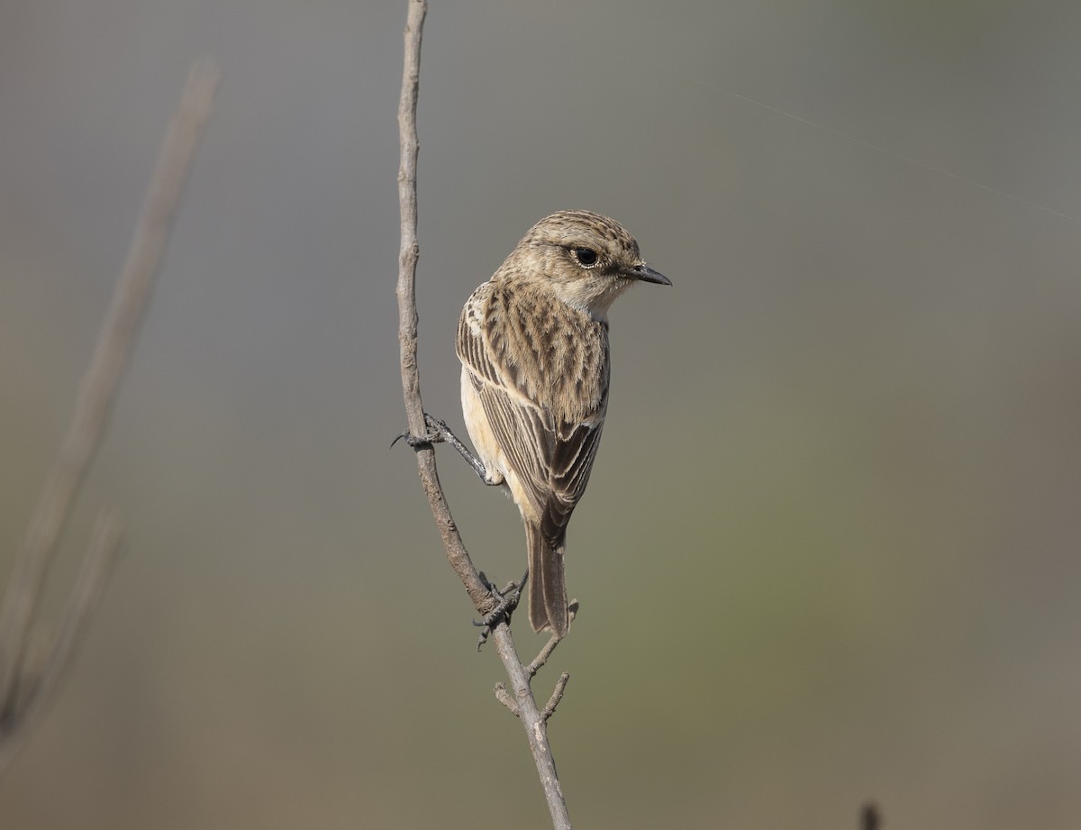 Pitxartxar siberiarra - ML646790124