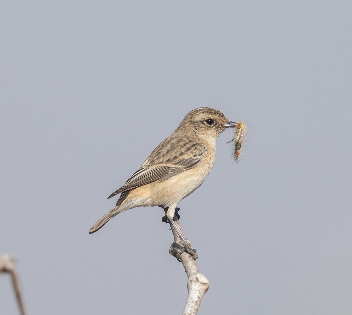 Pitxartxar siberiarra - ML646790125