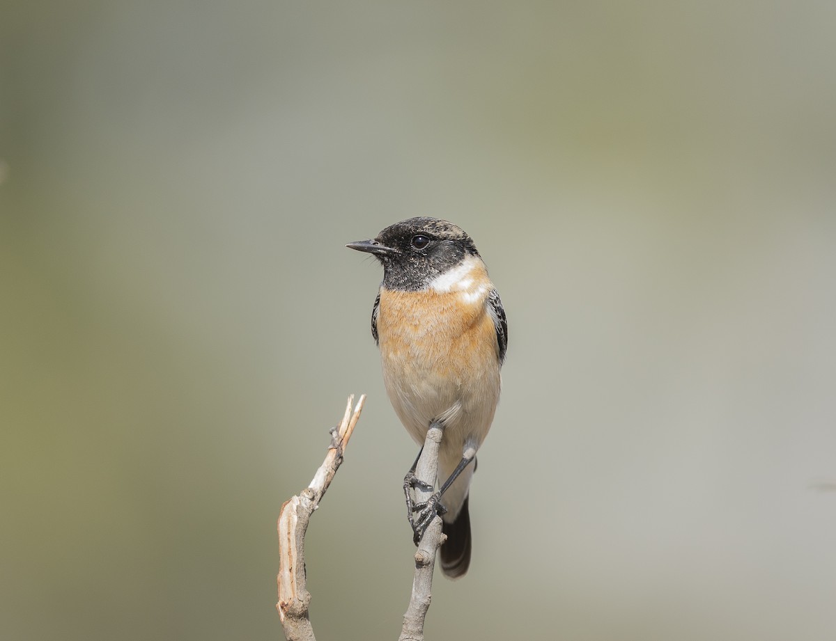 Pitxartxar siberiarra - ML646790126