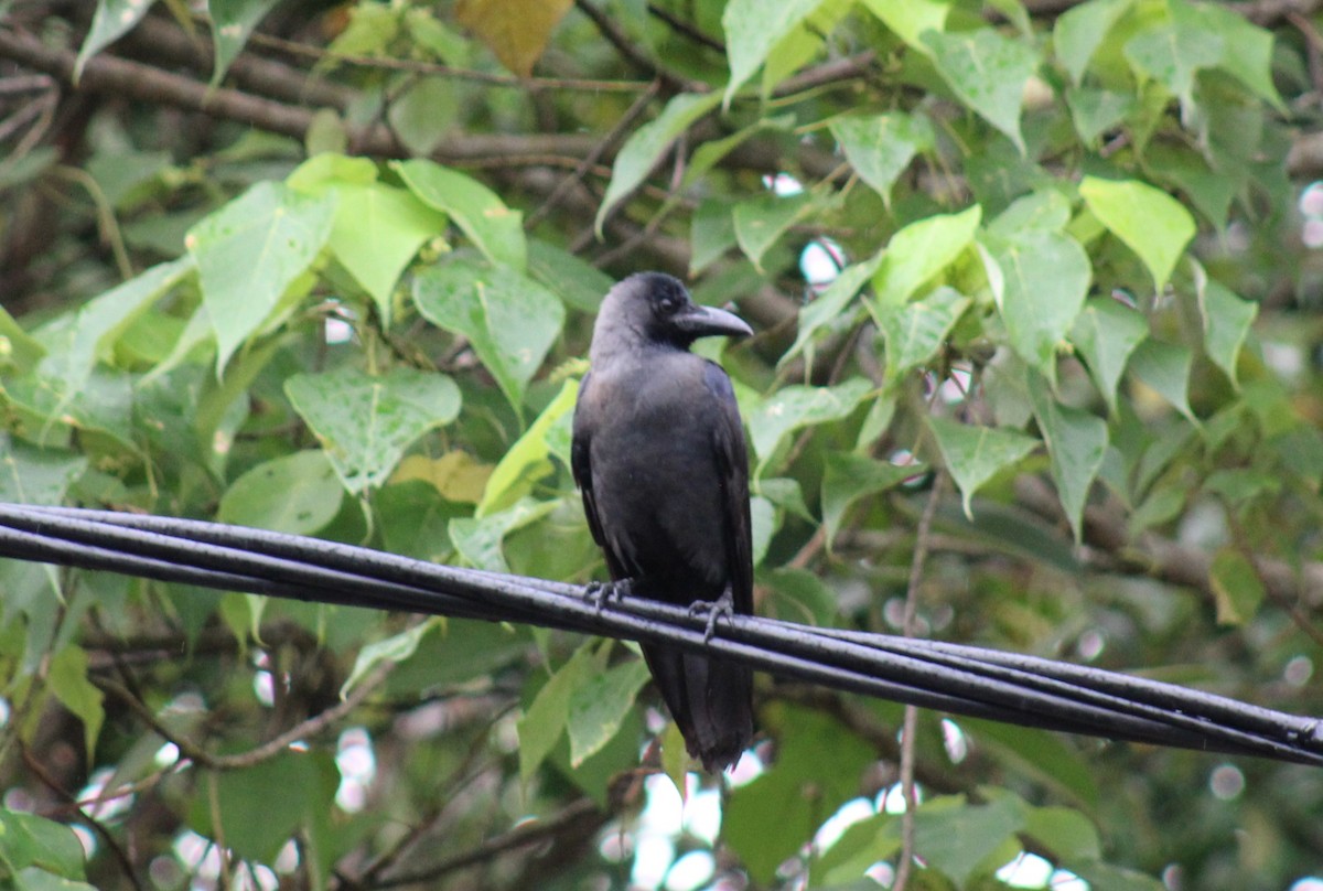 House Crow - ML646790127