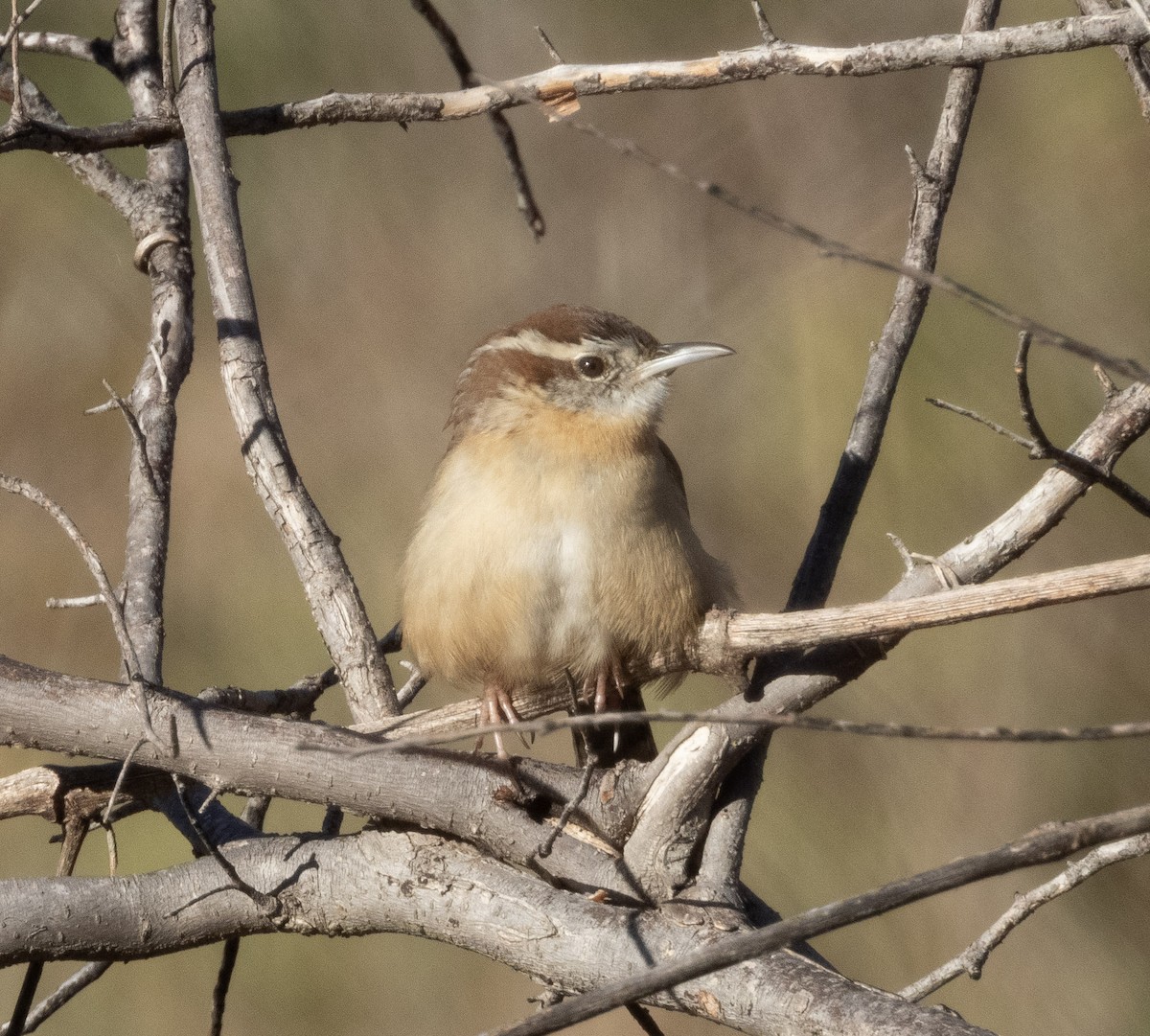 Carolina Wren - ML646790128