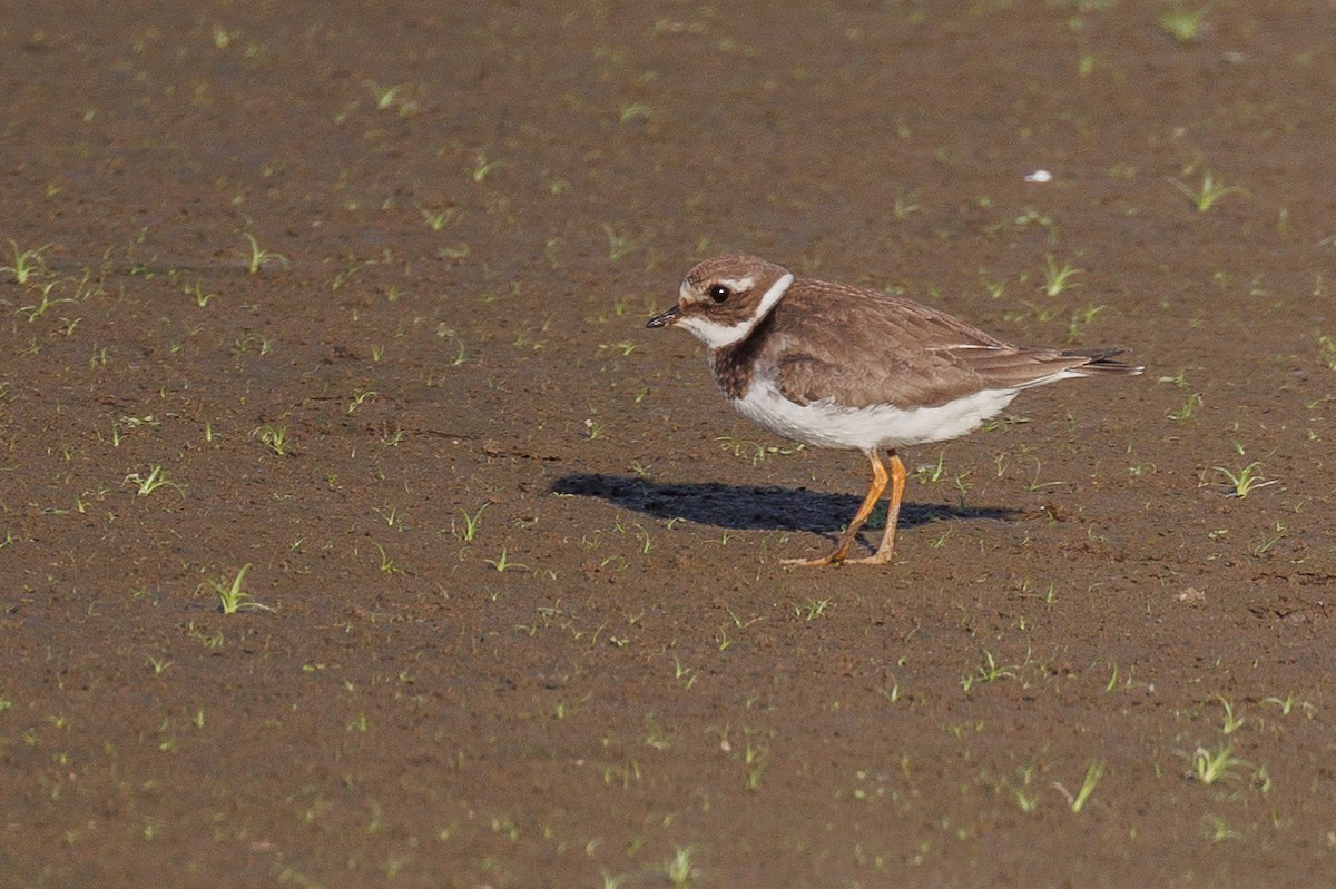Пісочник великий - ML646790129
