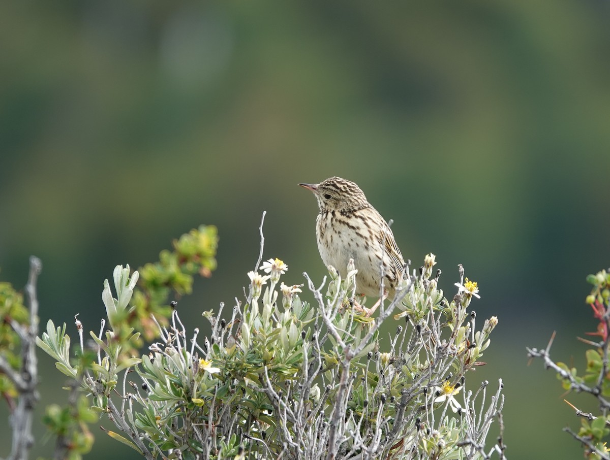 Correndera Pipit - ML646790132