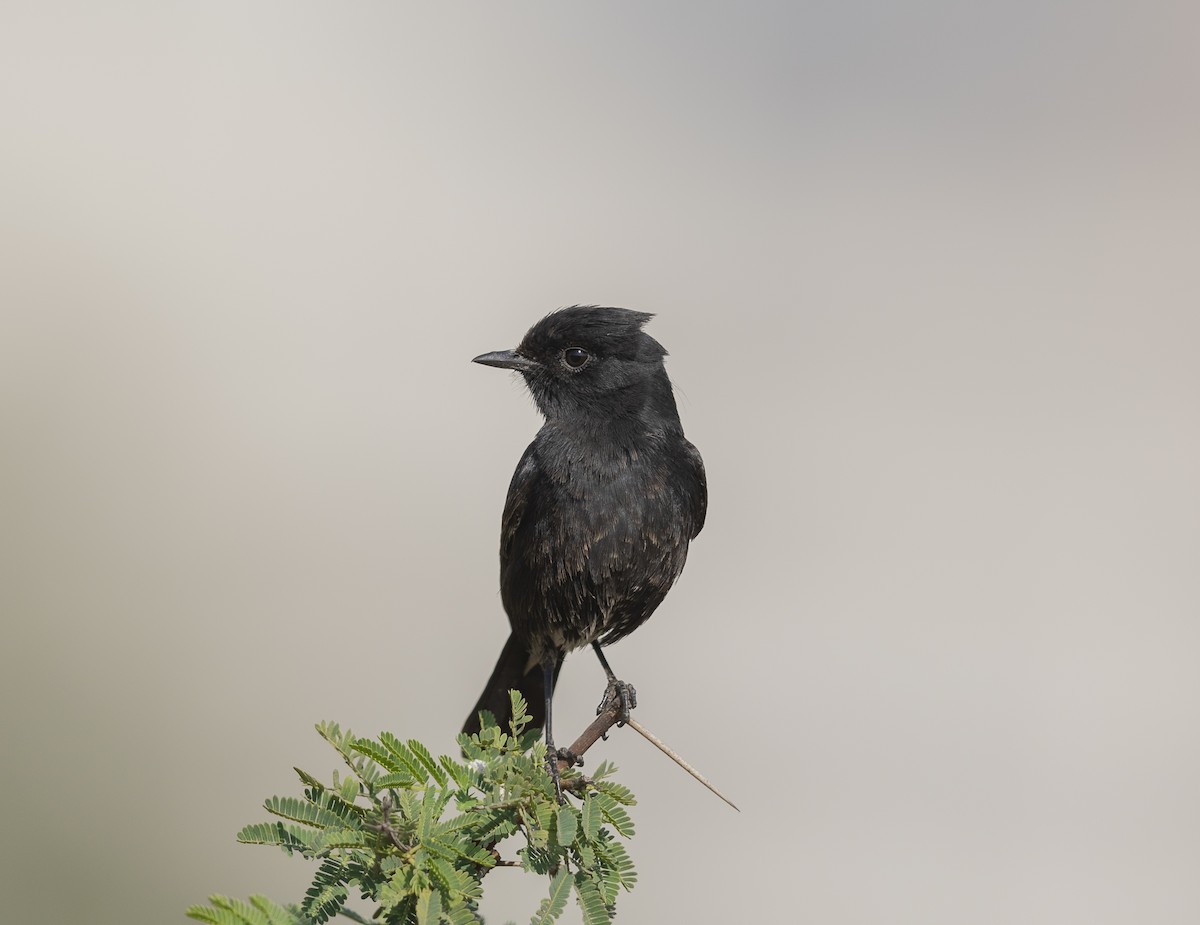 Pitxartxar beltza - ML646790133