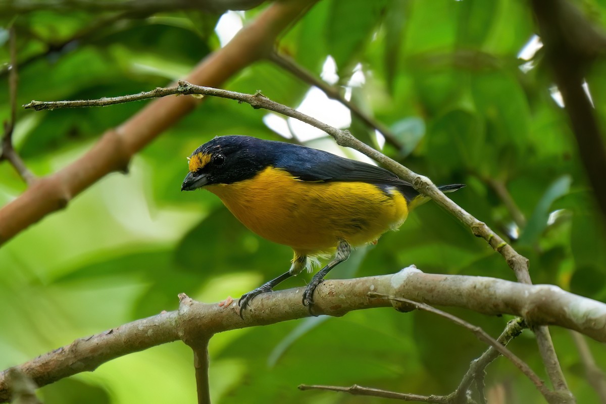 Schwalbenorganist - ML646790134