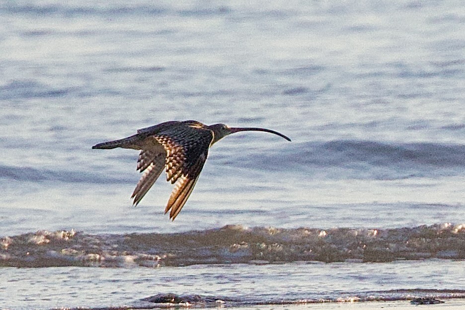 Courlis de Sibérie - ML646790135