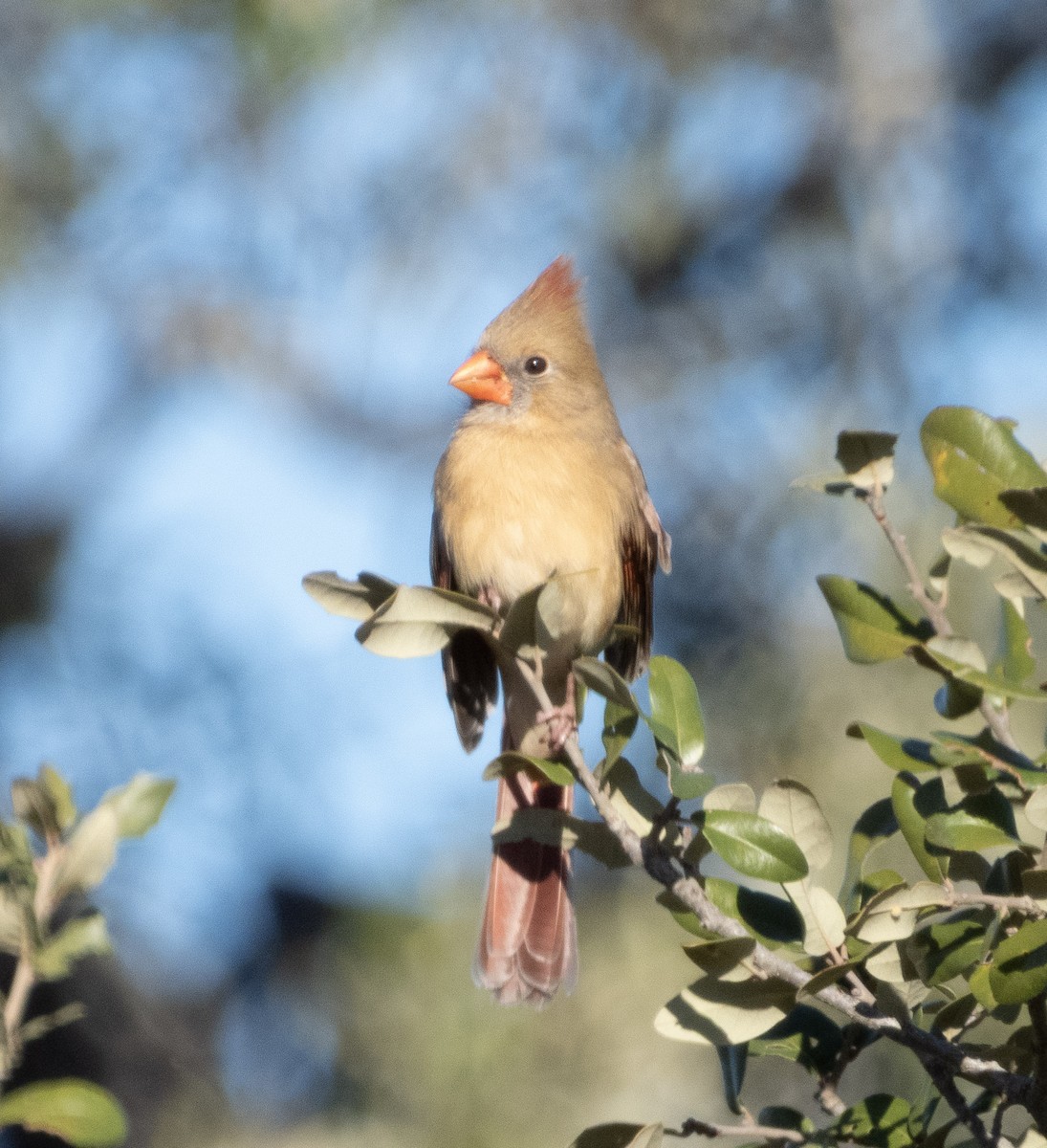 rødkardinal - ML646790137