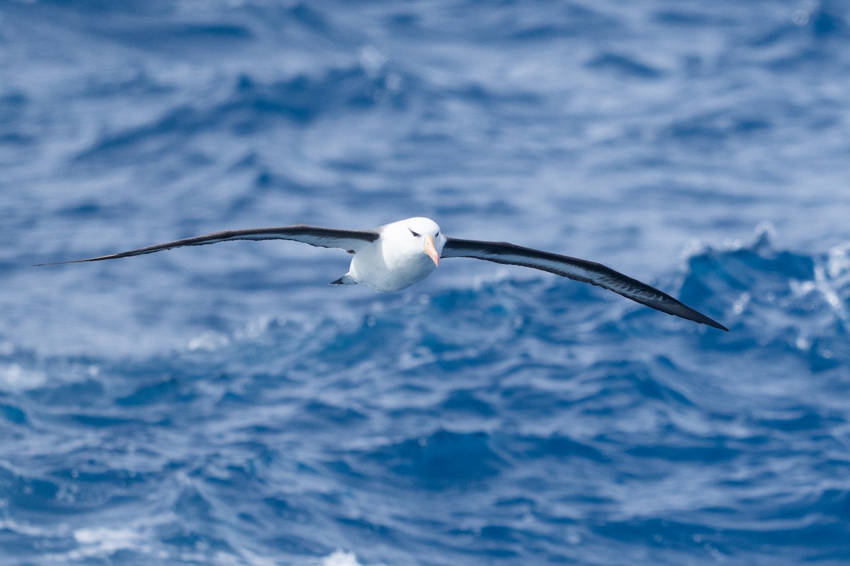 Kara Kaşlı Albatros - ML646790140