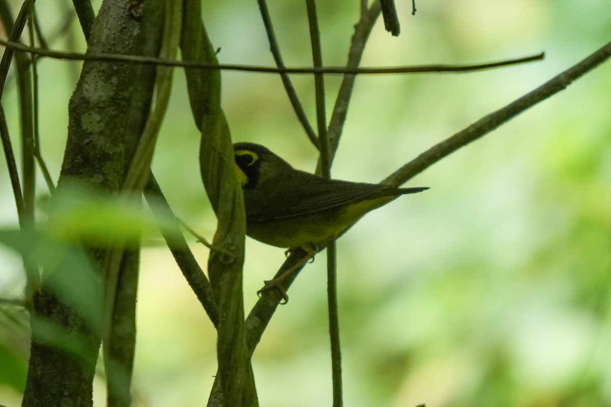 kentuckyparula - ML646790143