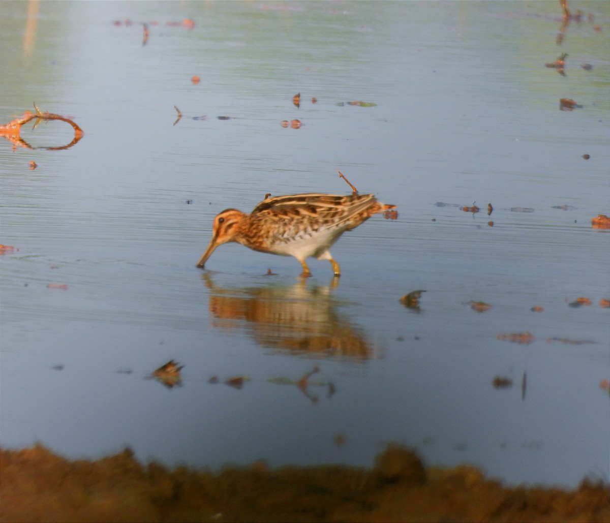 タシギ - ML646790145