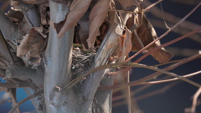 Чиж бородатий - ML646790146