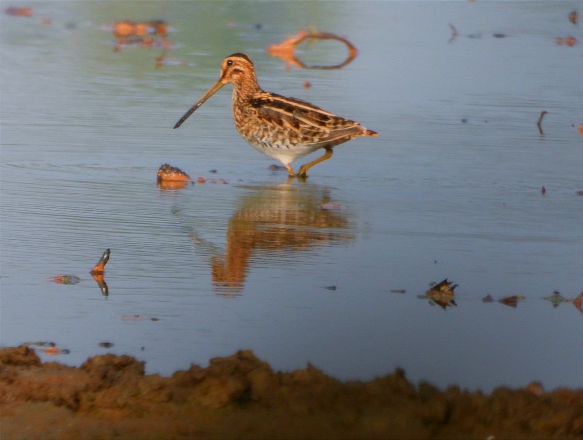 タシギ - ML646790148