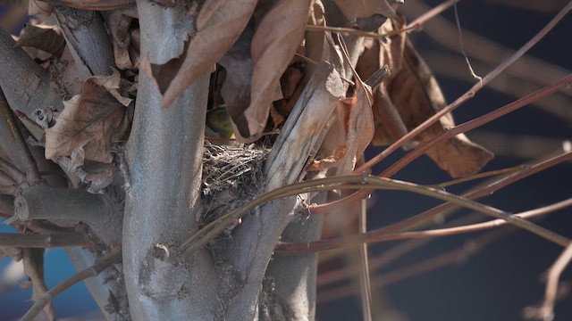 Чиж бородатий - ML646790149