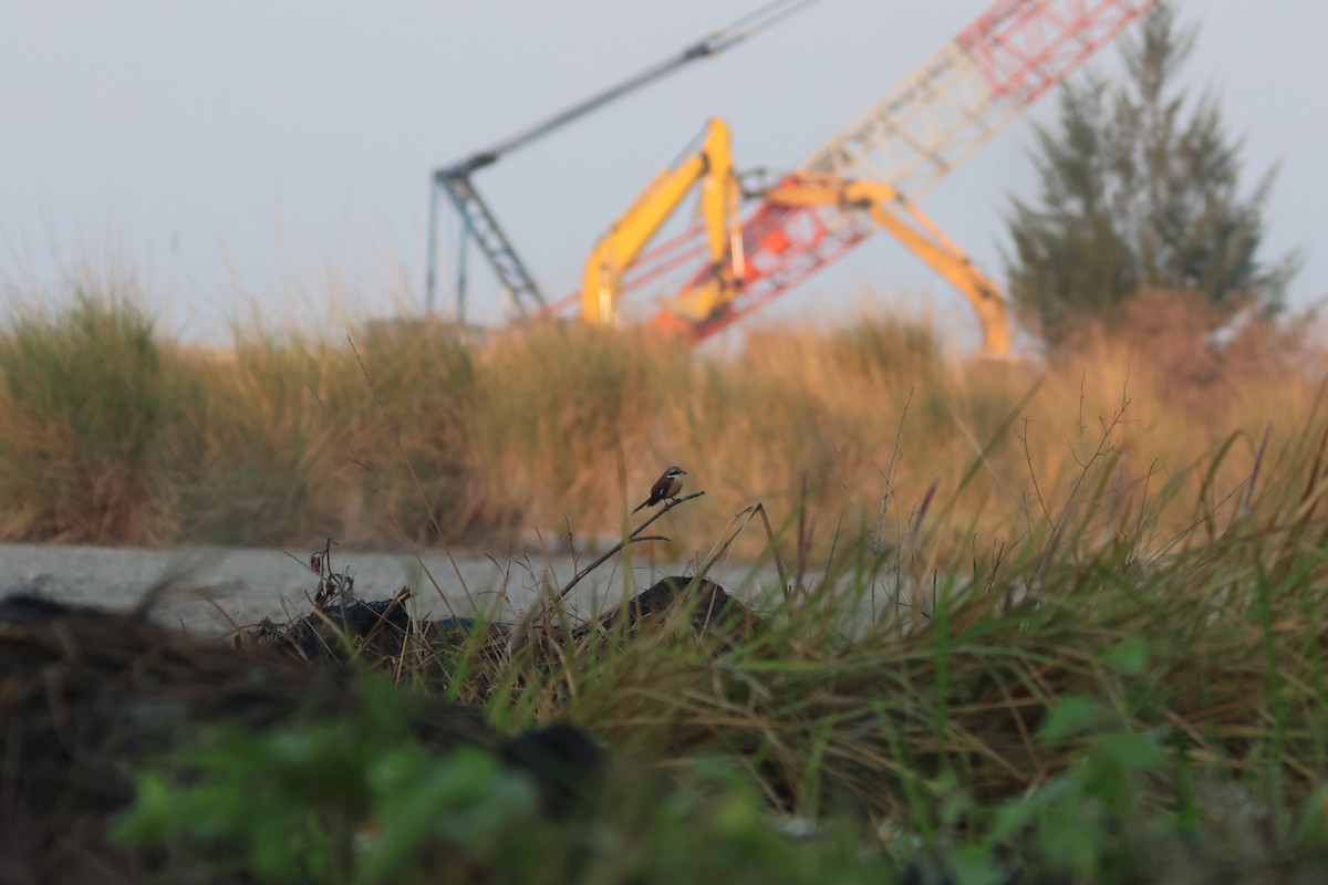 Kahverengi Örümcekkuşu - ML646790152