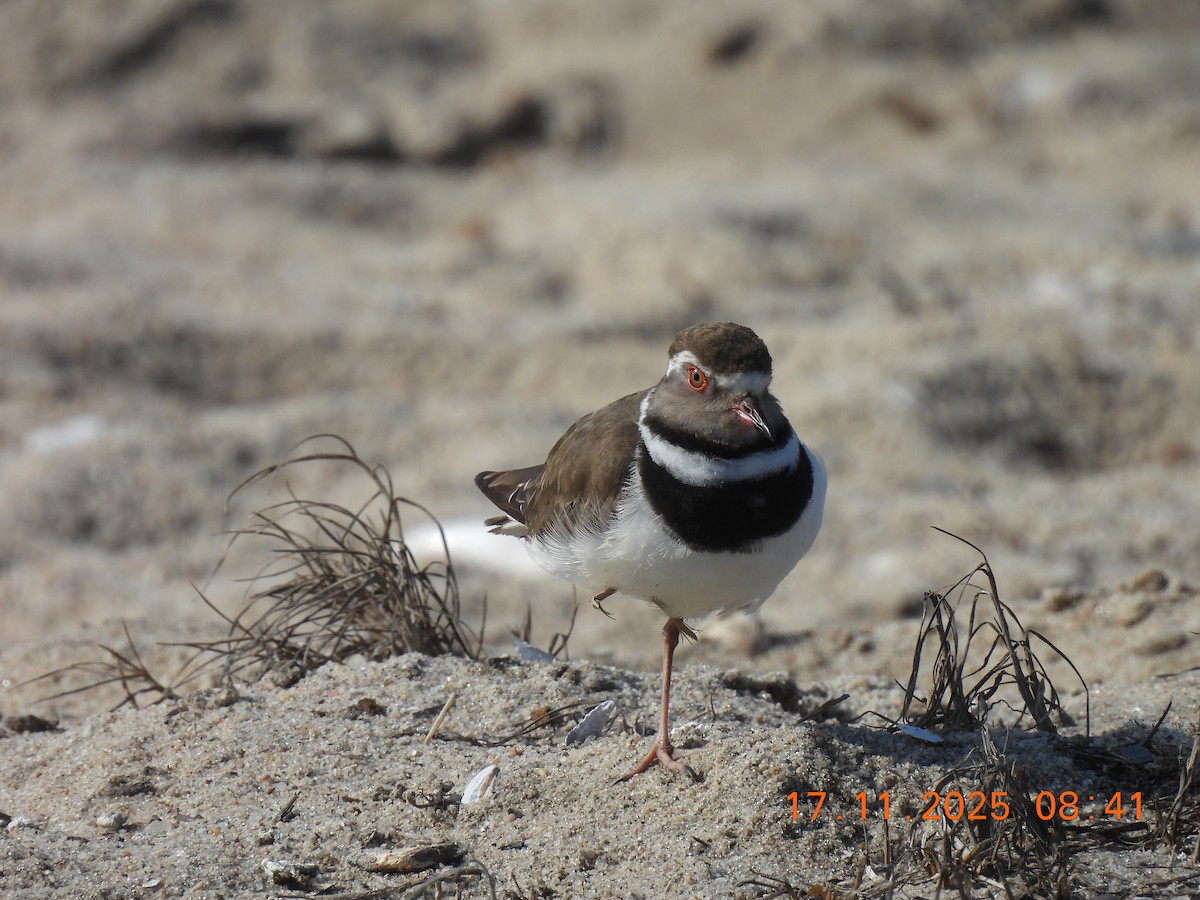 Трёхполосый зуёк (tricollaris) - ML646790154