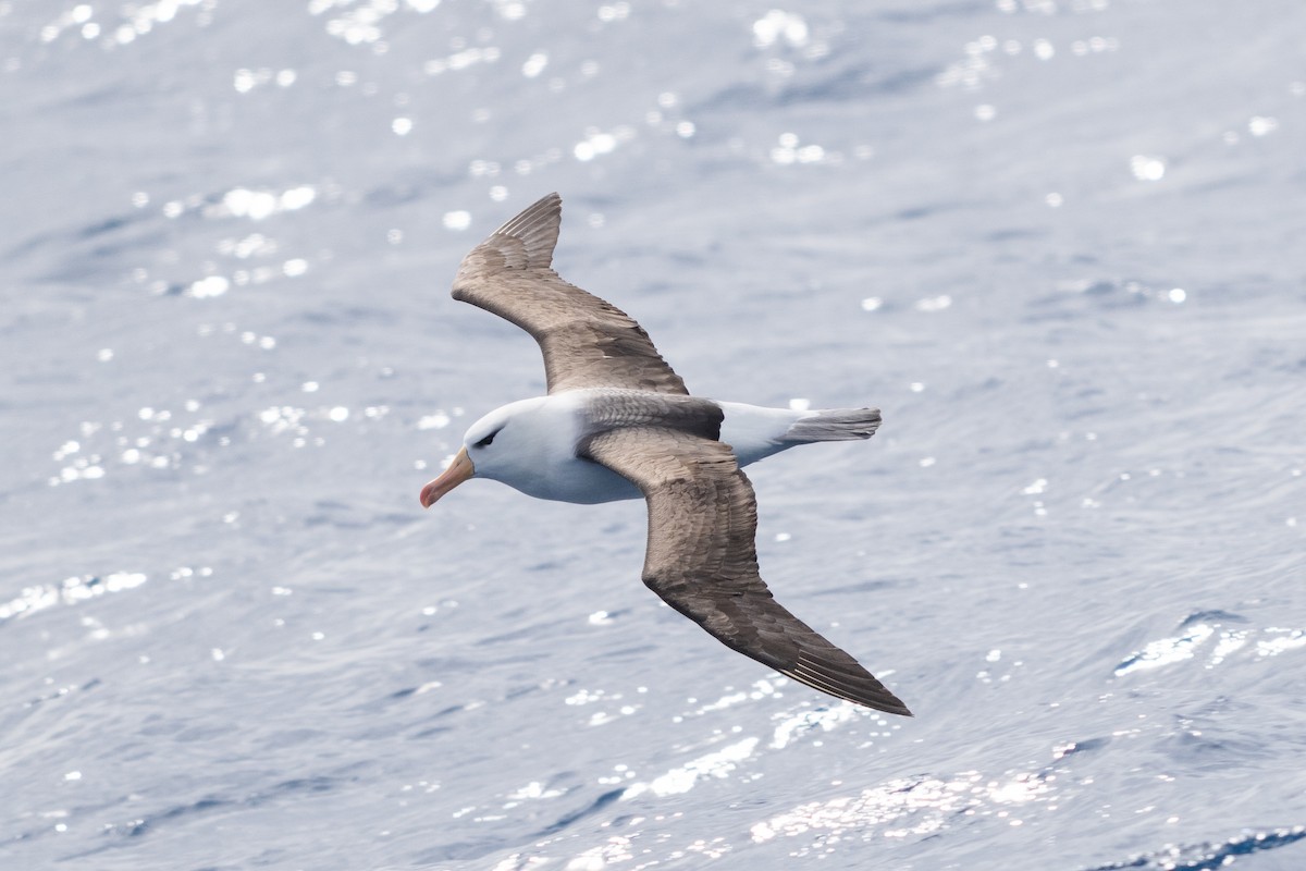 Kara Kaşlı Albatros - ML646790155