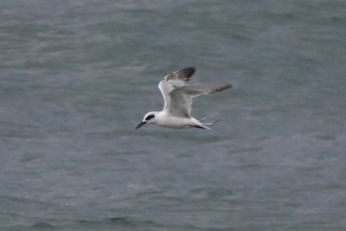 Forster's Tern - ML646790165