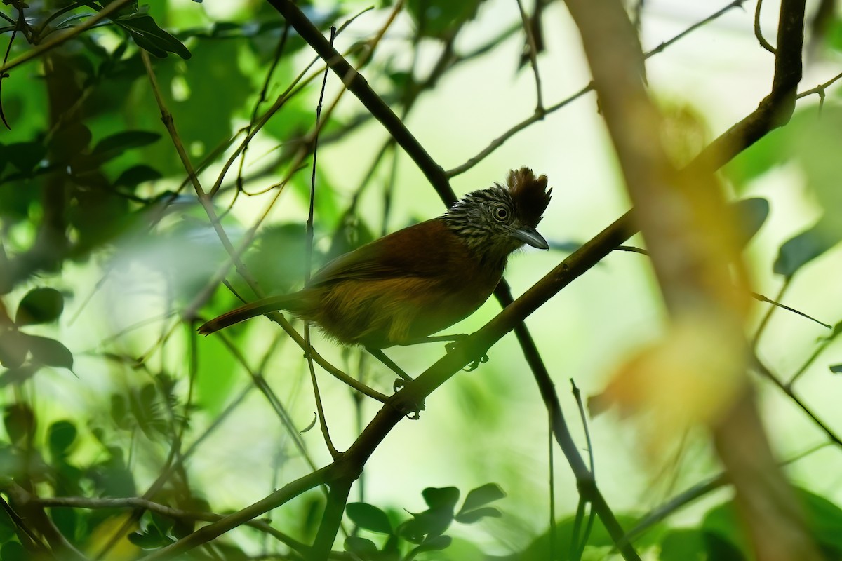 シマアリモズ - ML646790166