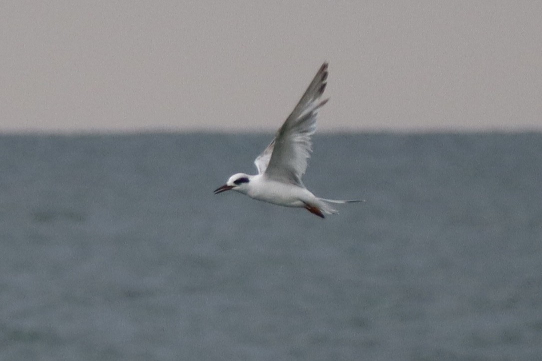 Forster's Tern - ML646790167