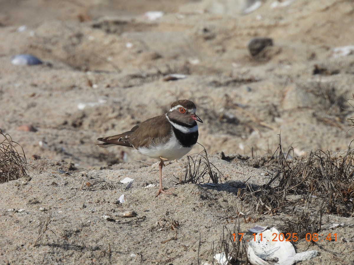 Трёхполосый зуёк (tricollaris) - ML646790170