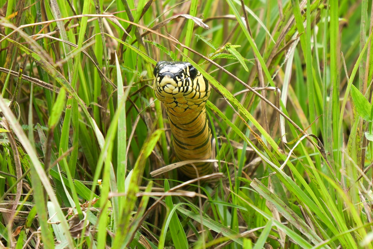 Hühnerfresser - ML646790174