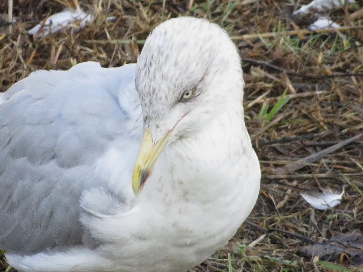 European Herring Gull - ML646790178