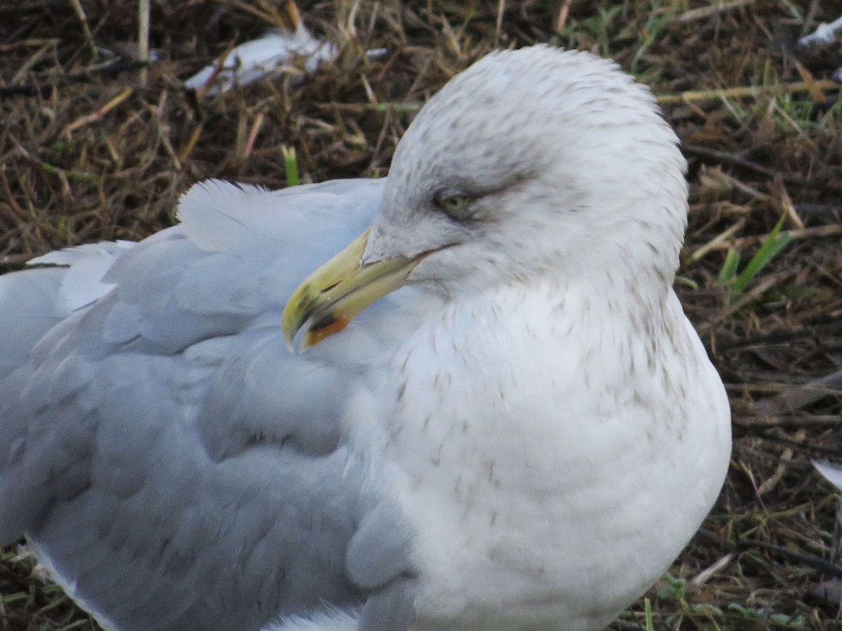 European Herring Gull - ML646790179
