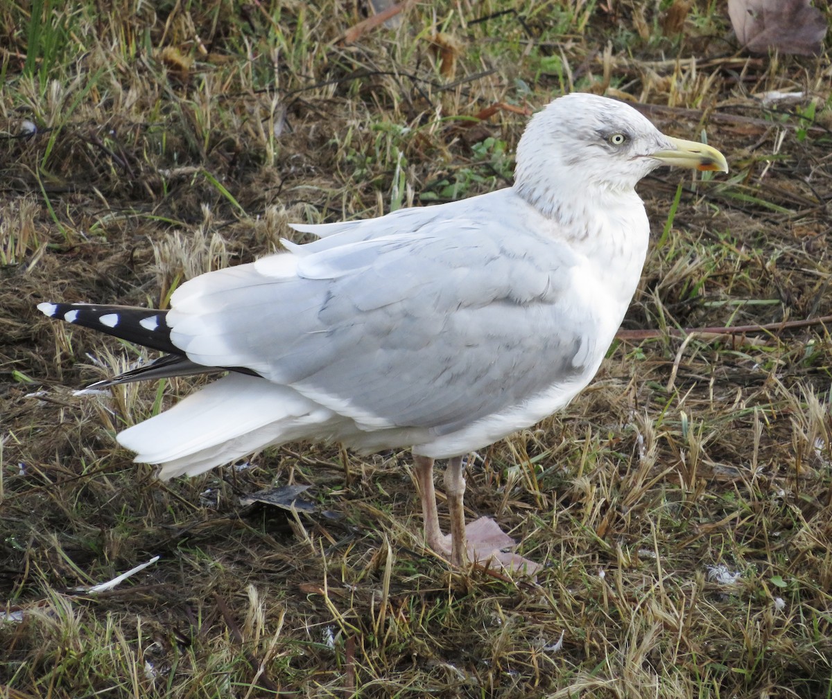 European Herring Gull - ML646790180