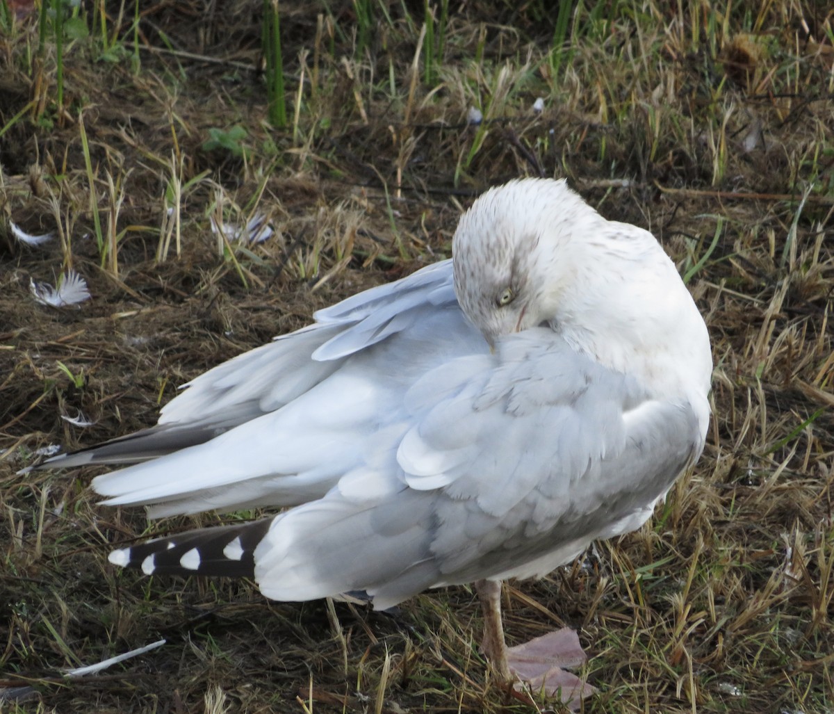 European Herring Gull - ML646790181