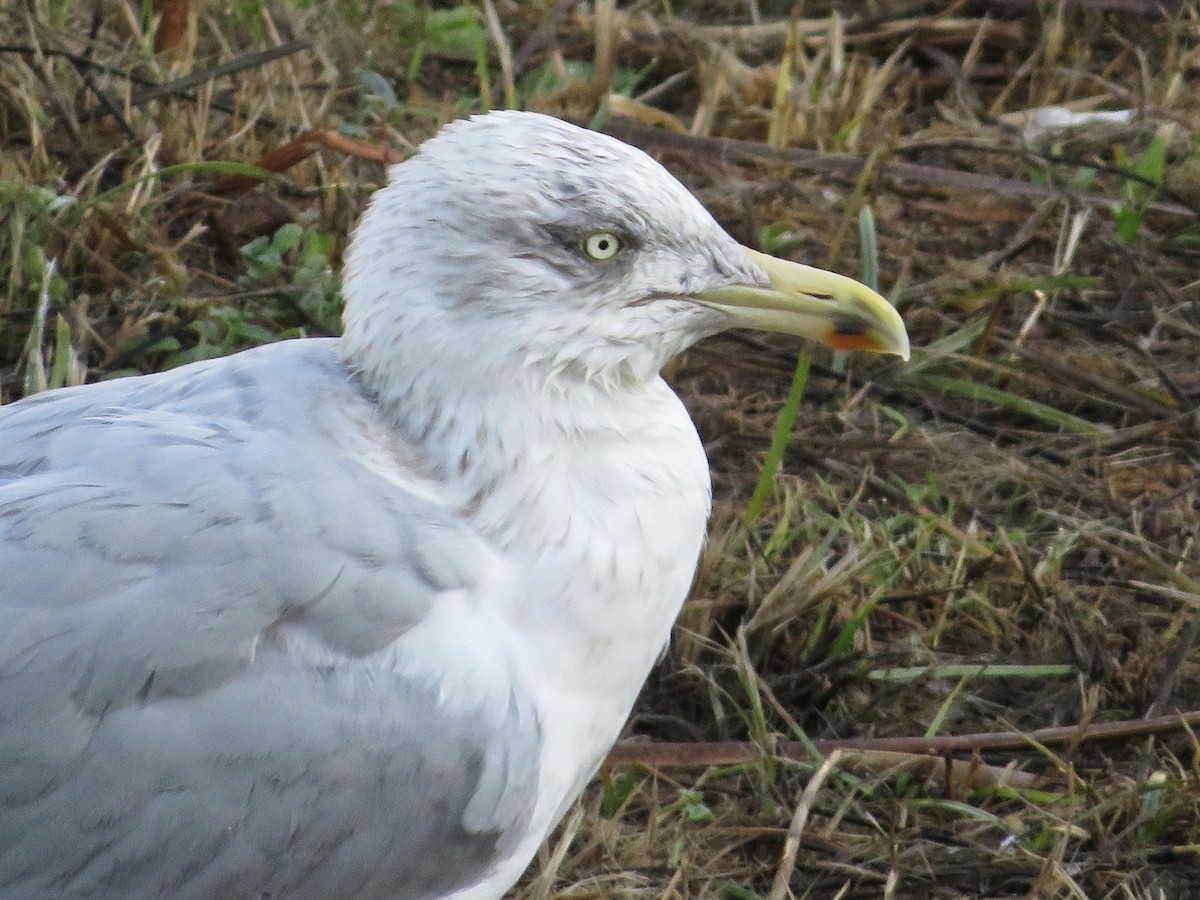 European Herring Gull - ML646790182