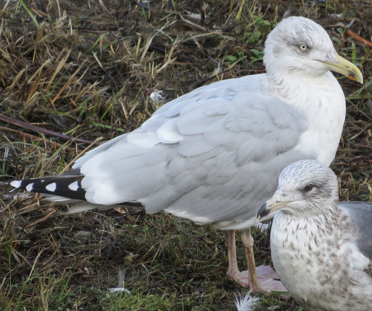 European Herring Gull - ML646790183