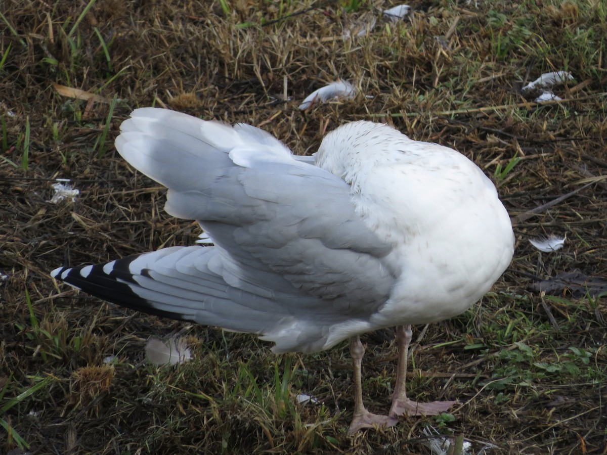 European Herring Gull - ML646790184