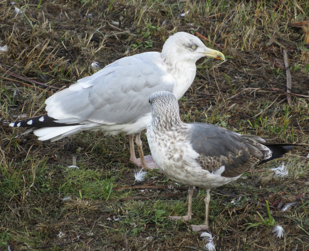 European Herring Gull - ML646790185