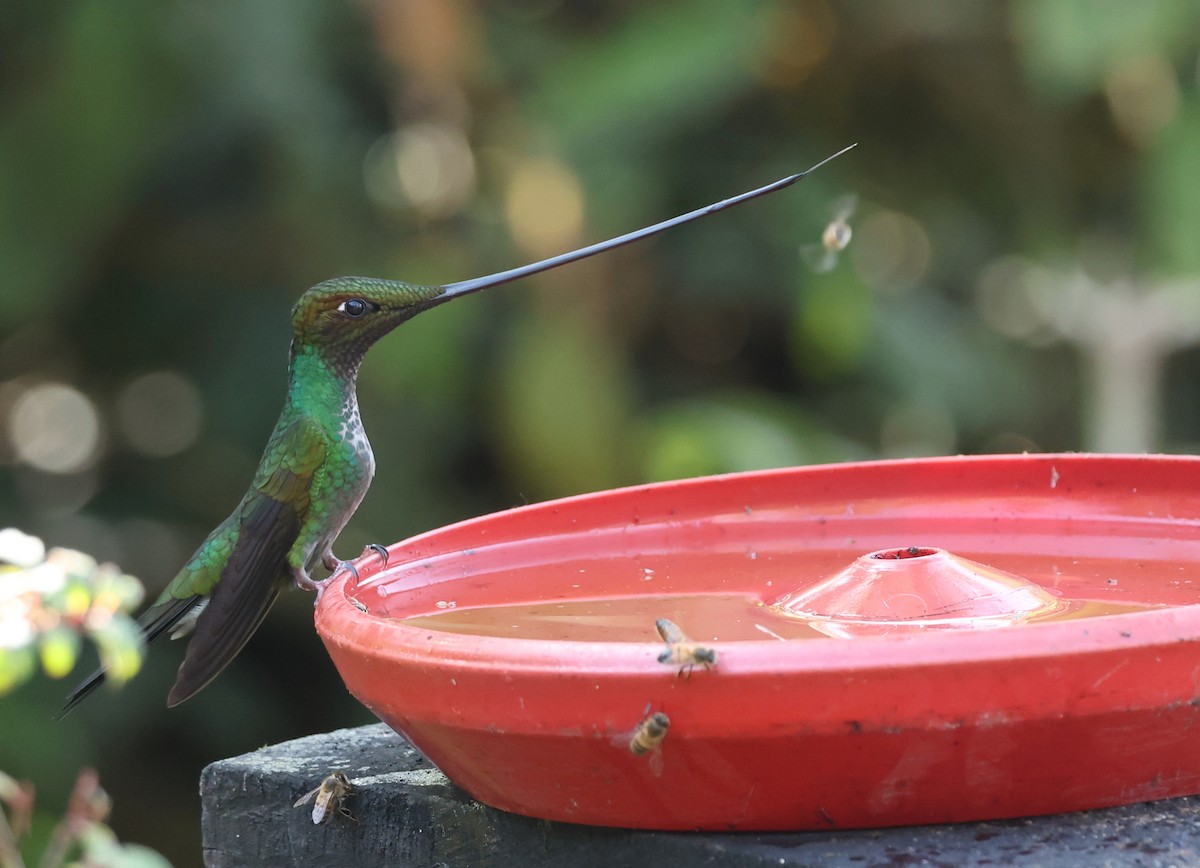 sverdkolibri - ML646790186