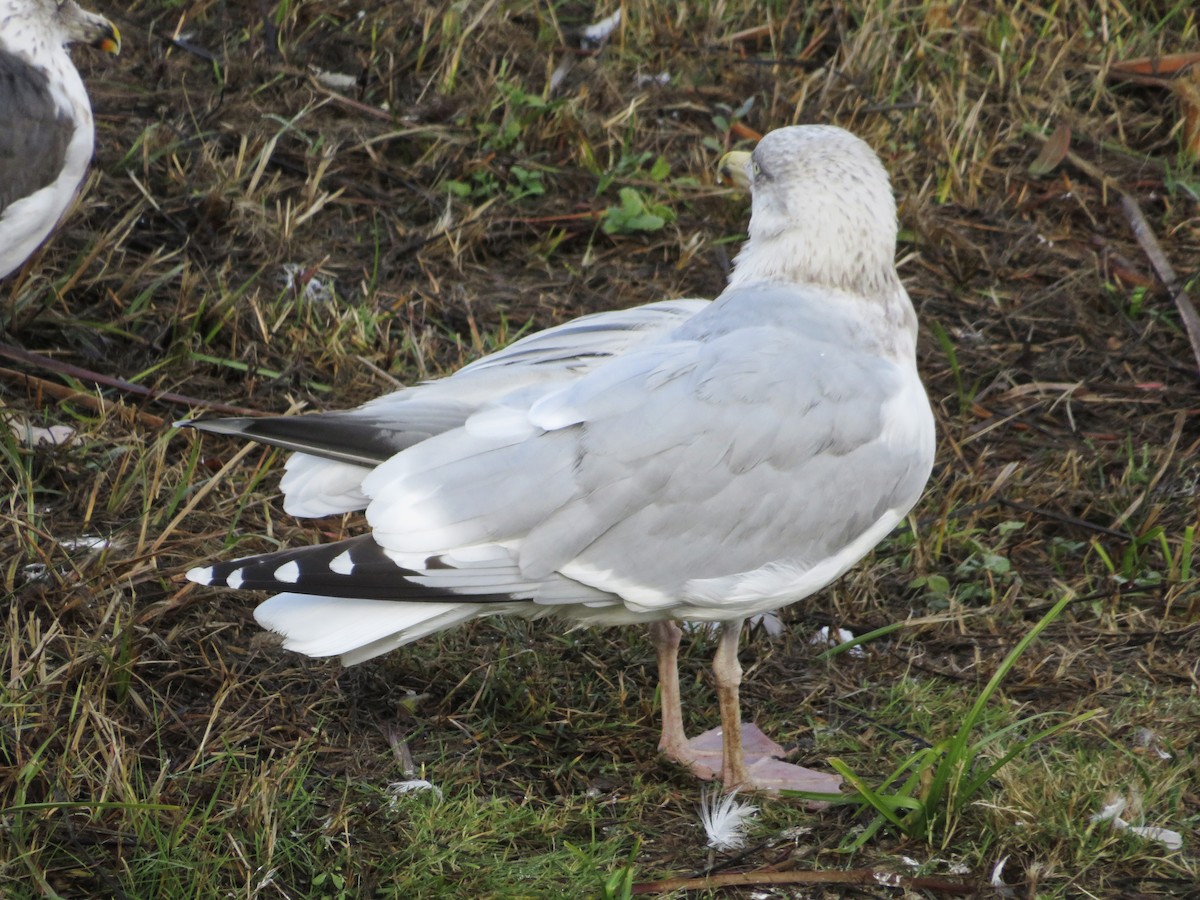 European Herring Gull - ML646790187