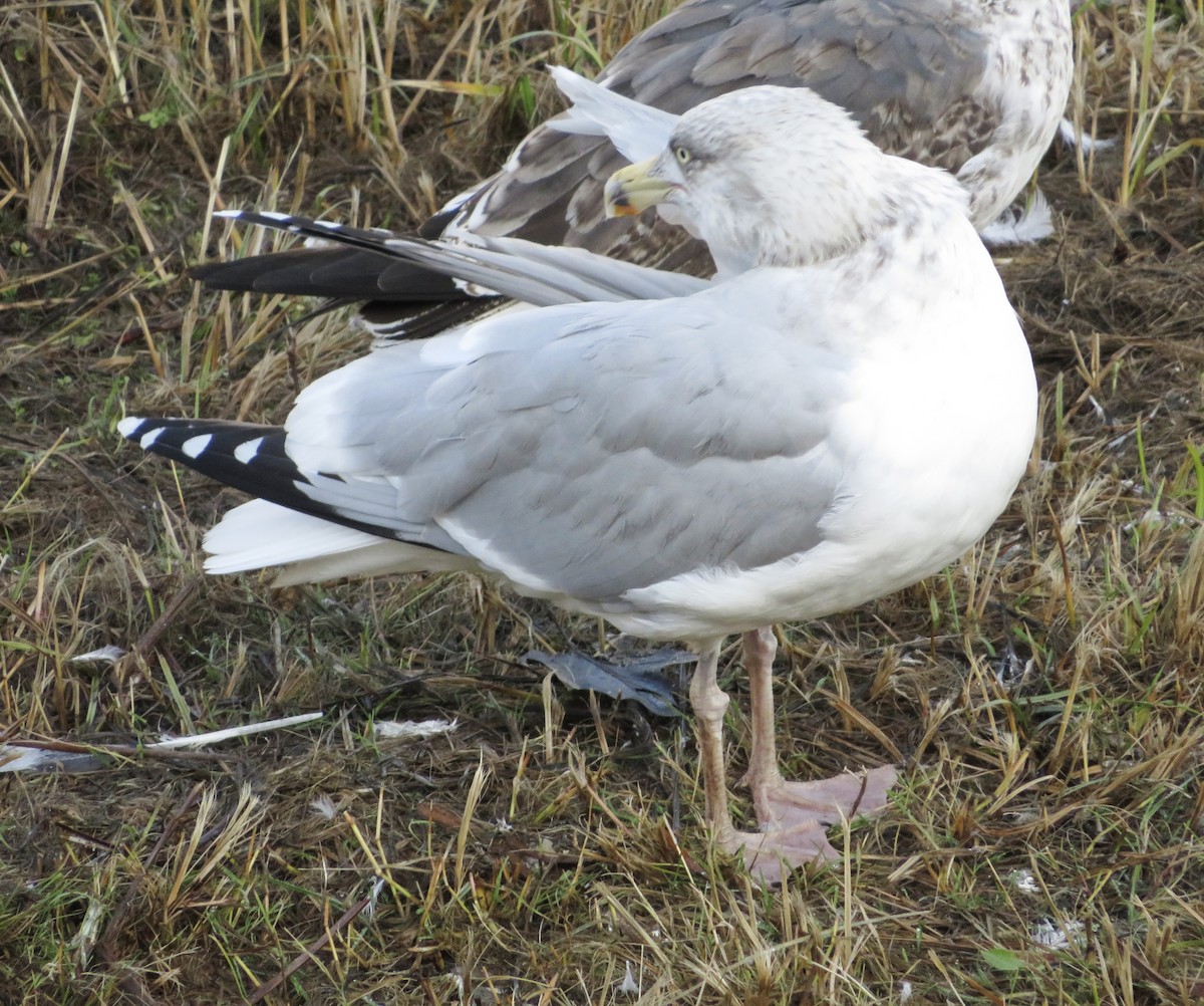 European Herring Gull - ML646790188