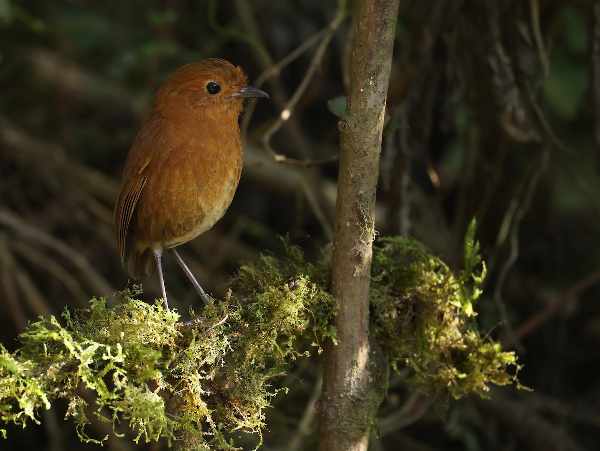 Equatorial Antpitta - ML646790190