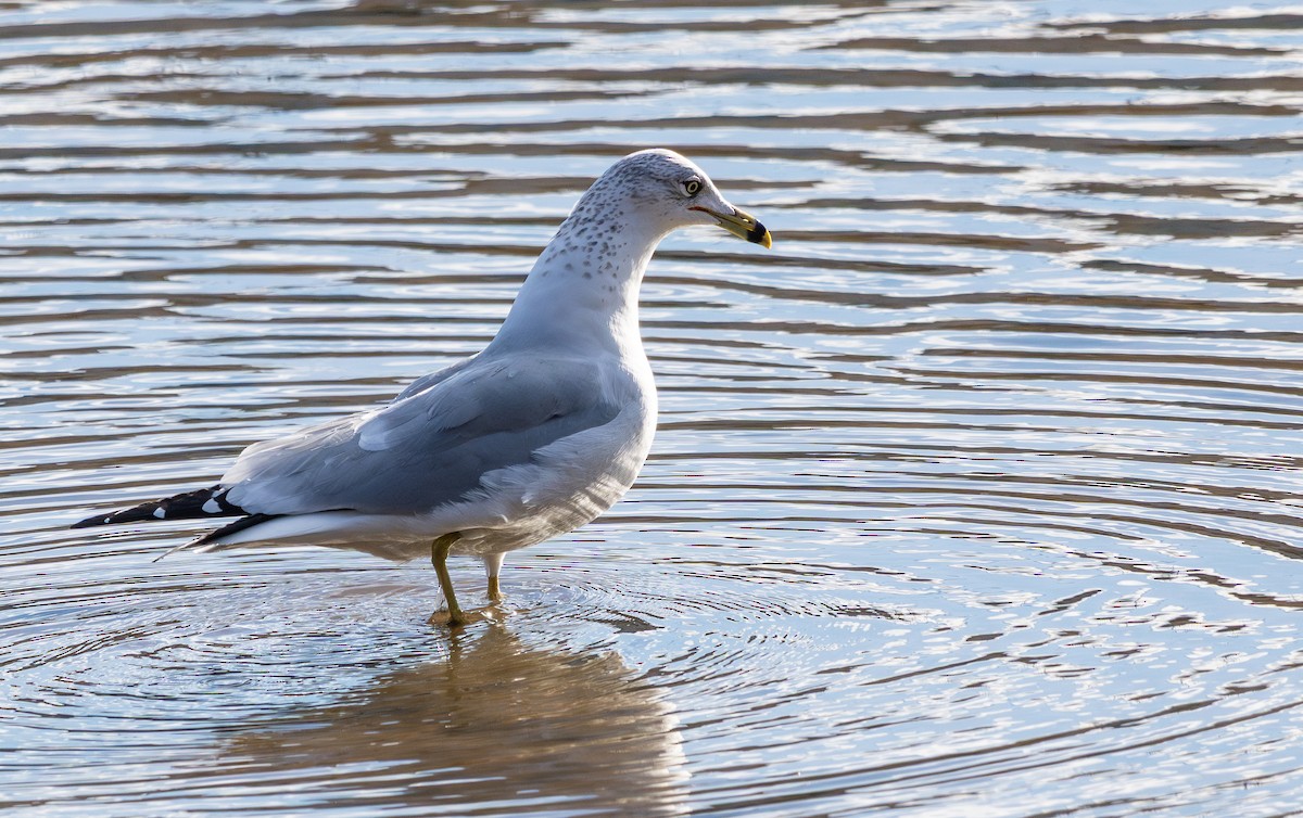 racek kroužkozobý - ML646790191