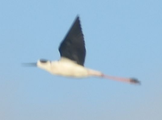 Black-winged Stilt - ML646790206