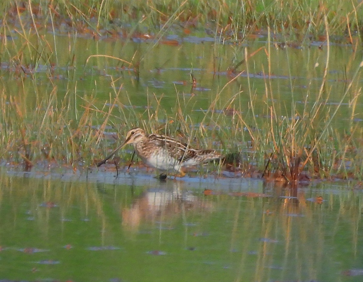 タシギ - ML646790210