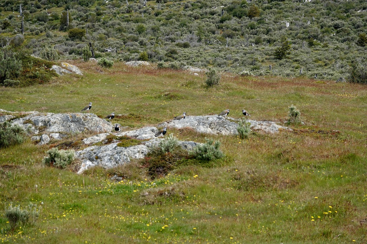 Southern Lapwing - ML646790212