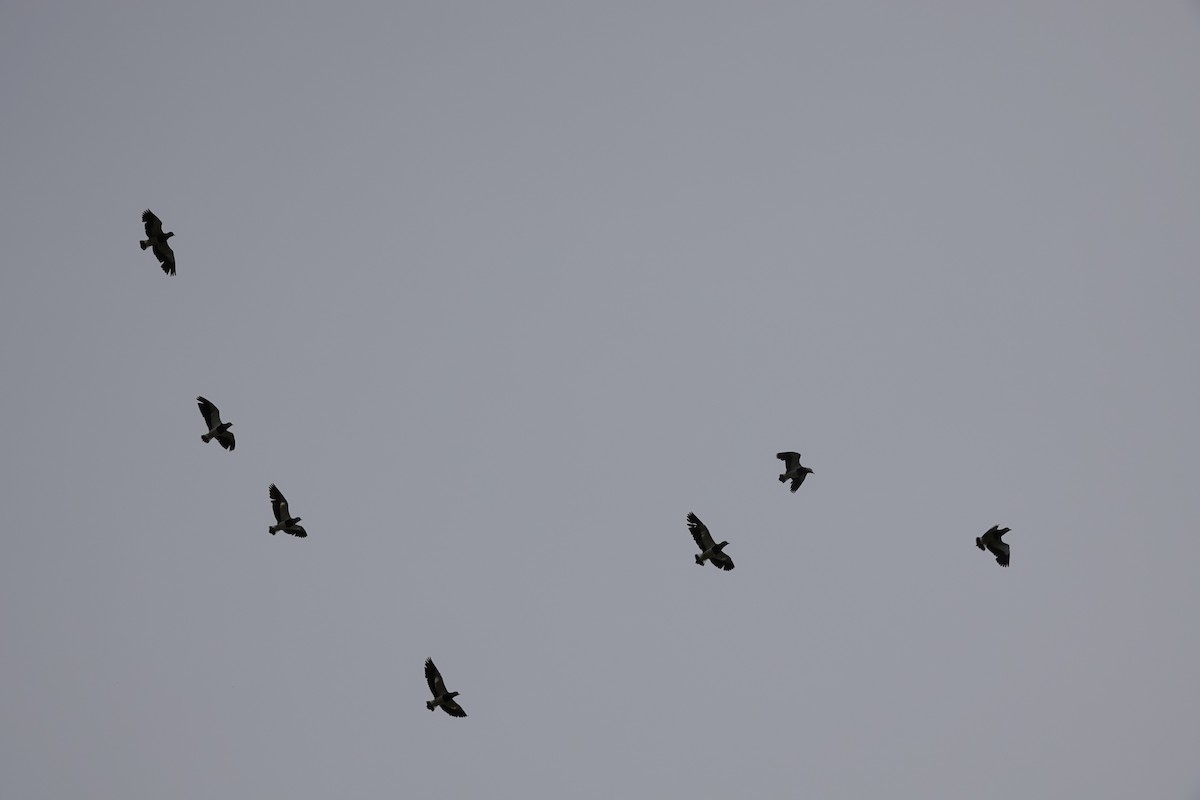 Southern Lapwing - ML646790216