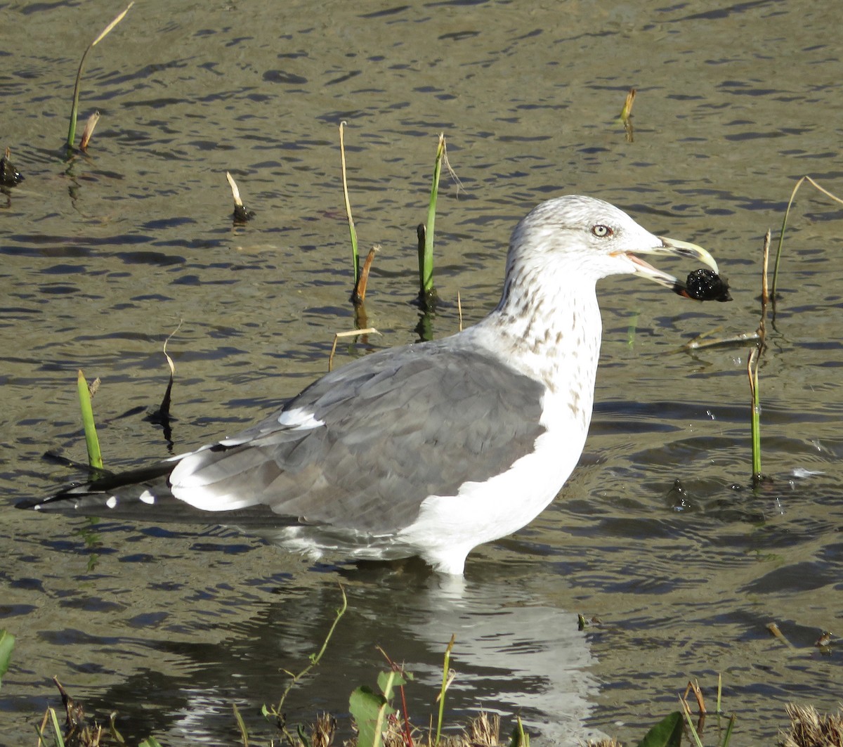 Lesser Black-backed Gull - ML646790218