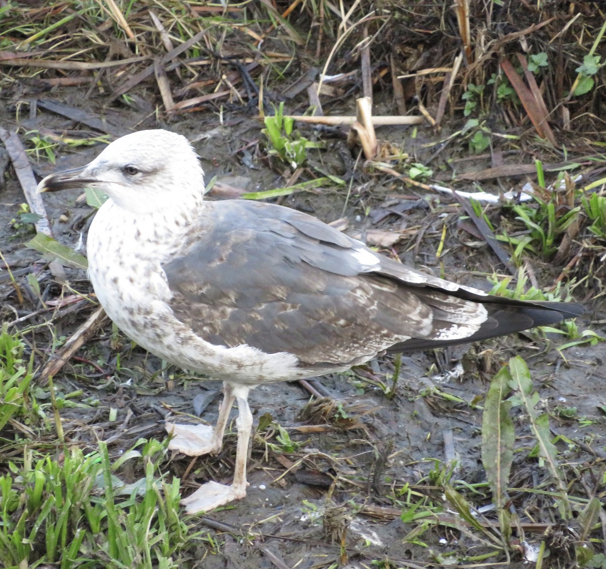 Lesser Black-backed Gull - ML646790219