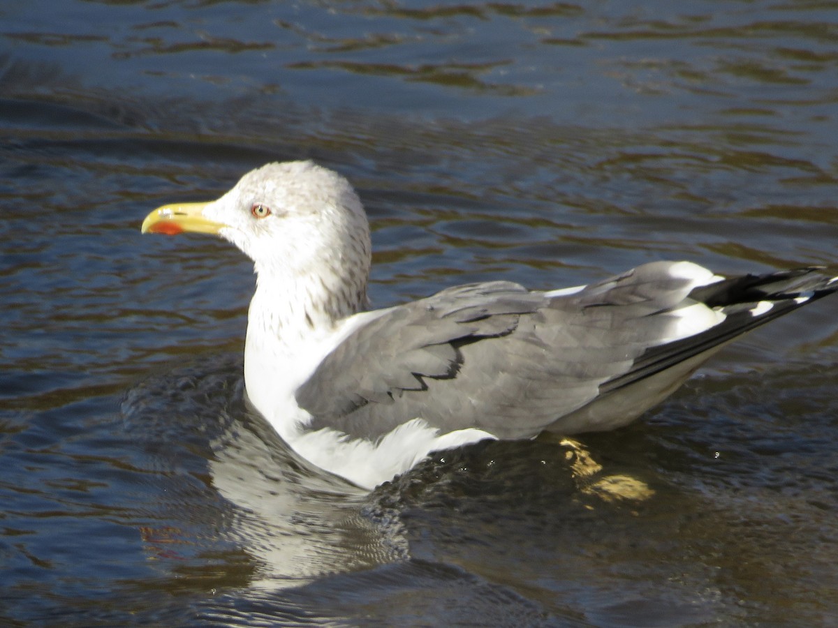 Lesser Black-backed Gull - ML646790220