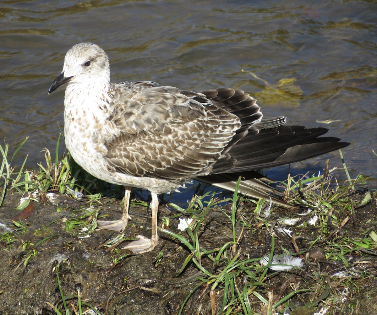 Lesser Black-backed Gull - ML646790221