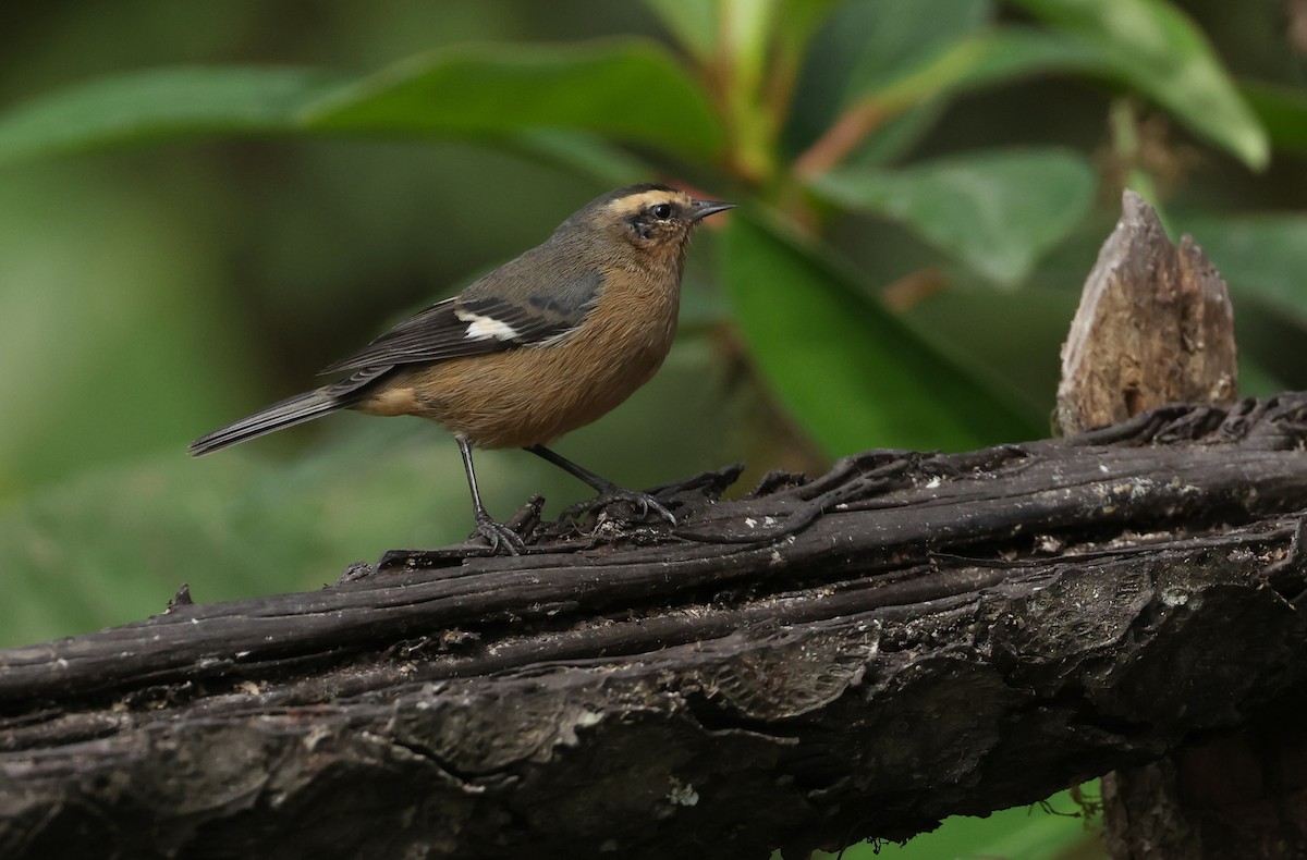 gråkjeglenebb - ML646790223