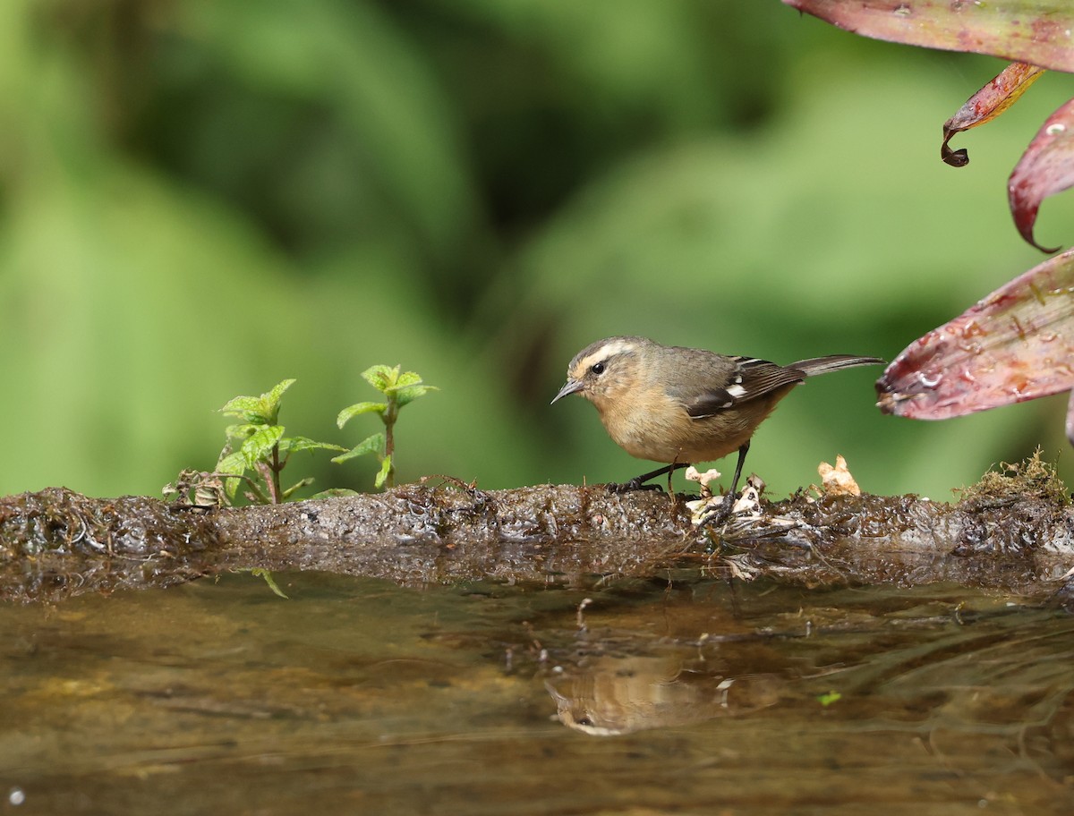 gråkjeglenebb - ML646790224