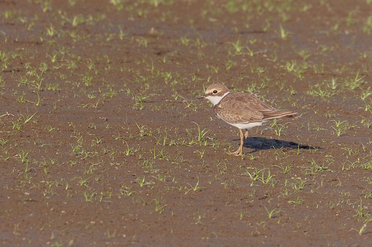 Пісочник малий - ML646790225